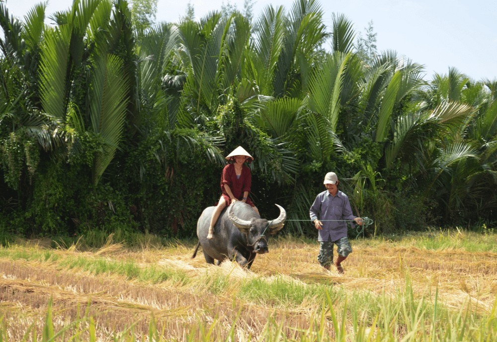 hoi-an-jeep-tour-to-hoi-an-countryside-villages-phong-nha-locals-7-1 hoi-an-jeep-tour-to-hoi-an-countryside-villages-phong-nha-locals-7-1