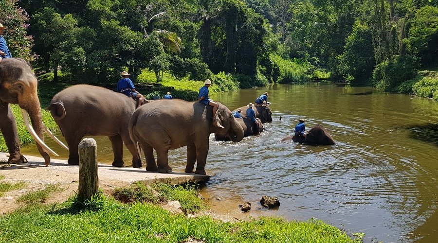 THAI ELEPHANT CONSERVATION CENTER